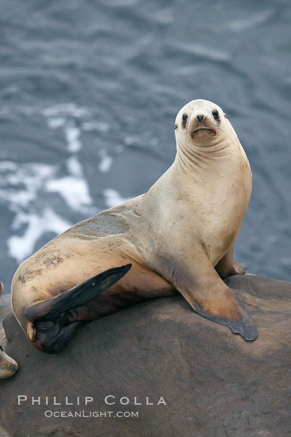 California sea lion hauled out on rocks beside the ocean. La Jolla, USA, Zalophus californianus, natural history stock photograph, photo id 20135