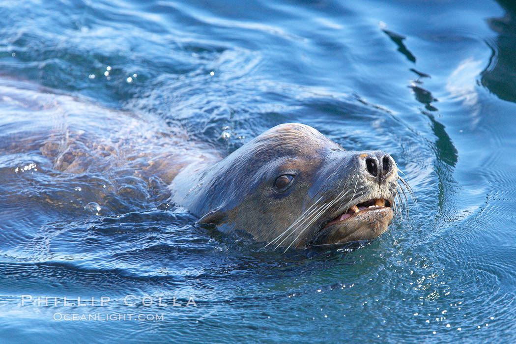 California sea lion, adult male, breathing at surface. San Diego, USA, Zalophus californianus, natural history stock photograph, photo id 21367