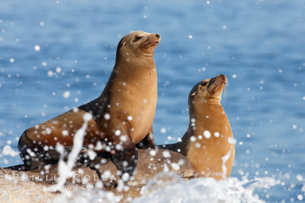 California sea lions, hauled out on rocks beside the ocean, resting in the sun. La Jolla, USA, Zalophus californianus, natural history stock photograph, photo id 22279