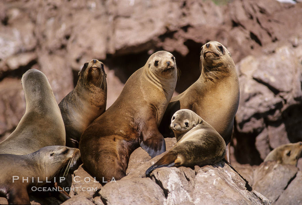 California sea lions, Coronado Islands. Coronado Islands (Islas Coronado), Baja California, Mexico, Zalophus californianus, natural history stock photograph, photo id 02921