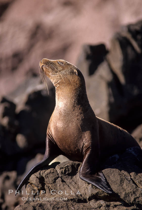 California sea lion, Coronado Islands. Coronado Islands (Islas Coronado), Baja California, Mexico, Zalophus californianus, natural history stock photograph, photo id 02929