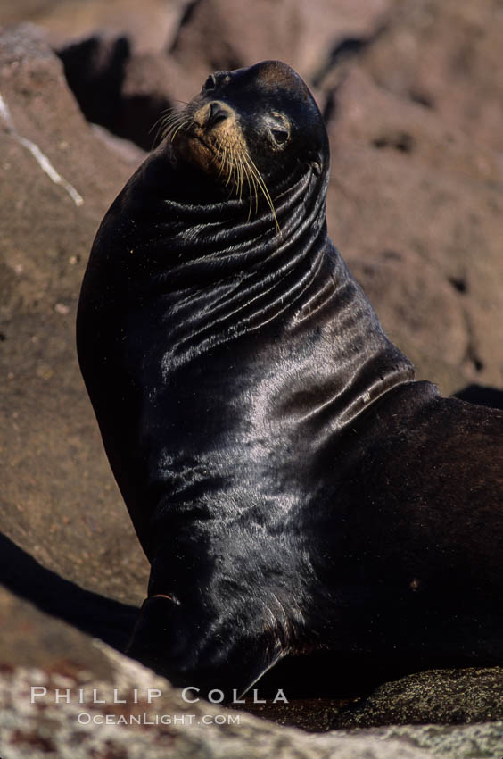 California sea lions, adult male, Los Islotes., Zalophus californianus, natural history stock photograph, photo id 04757