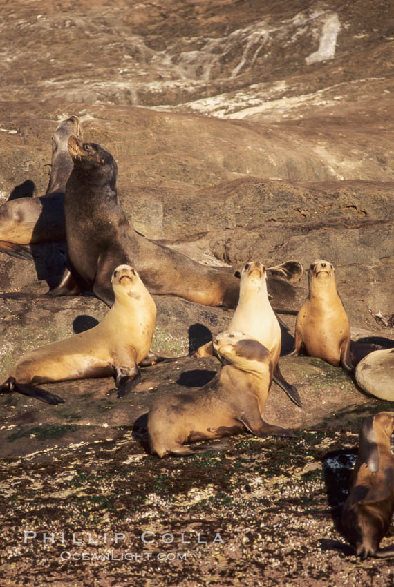 California sea lions, hauled out at rookery/colony, Baja California., Zalophus californianus, natural history stock photograph, photo id 05021