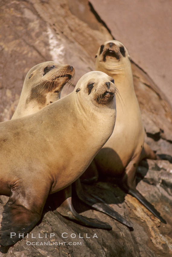 California sea lions, hauled out at rookery/colony, Baja California., Zalophus californianus, natural history stock photograph, photo id 05025