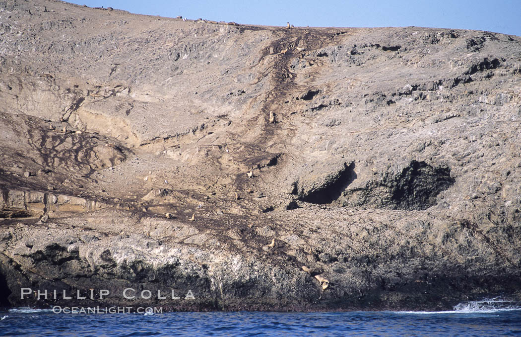 Sea lion trail on dirt slope above Webster Point sea lion rookery, Santa Barbara Island, Channel Islands National Marine Sanctuary. California, USA, Zalophus californianus, natural history stock photograph, photo id 06281