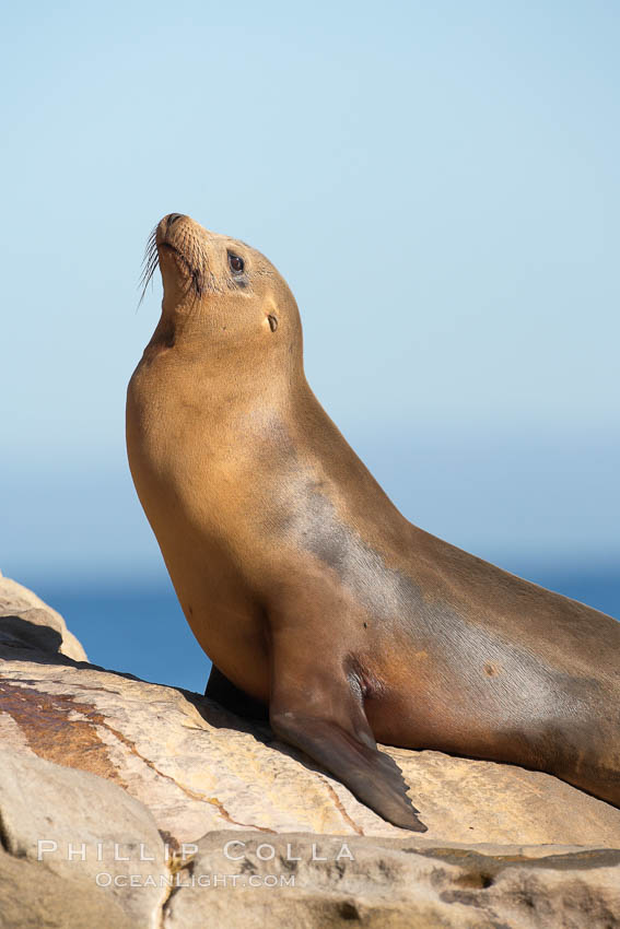 California sea lion, adult female. La Jolla, USA, Zalophus californianus, natural history stock photograph, photo id 18553