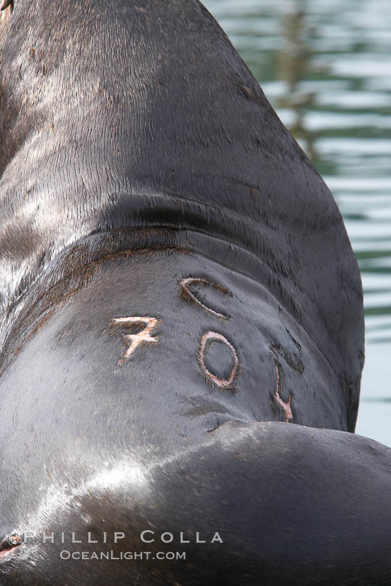 A bull sea lion shows a brand burned into its hide by the Oregon Department of Fish and Wildlife, to monitor it from season to season as it travels between California, Oregon and Washington.  Some California sea lions, such as this one C-704, prey upon migrating salmon that gather in the downstream waters and fish ladders of Bonneville Dam on the Columbia River.  The "C" in its brand denotes Columbia River. These  sea lions also form bachelor colonies that haul out on public docks in Astoria's East Mooring Basin and elsewhere, where they can damage or even sink docks. USA, Zalophus californianus, natural history stock photograph, photo id 19433