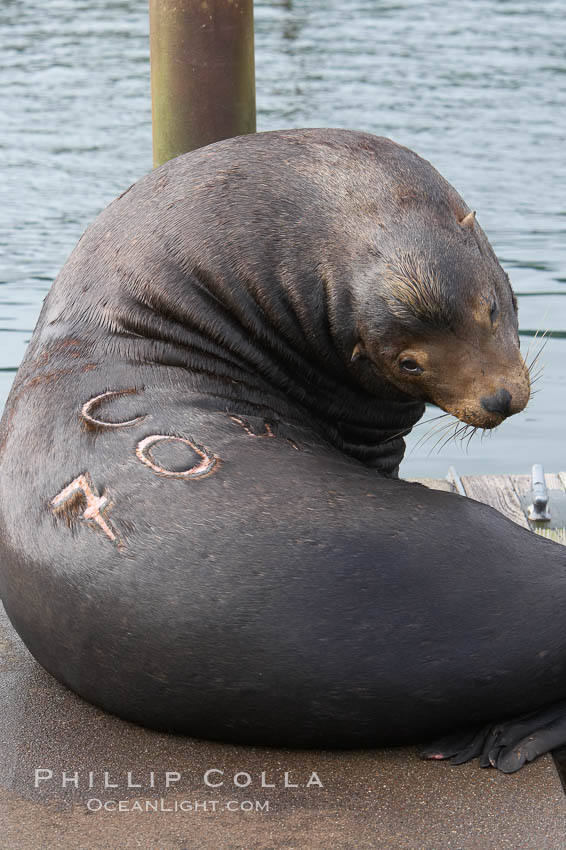 A bull sea lion shows a brand burned into its hide by the Oregon Department of Fish and Wildlife, to monitor it from season to season as it travels between California, Oregon and Washington.  Some California sea lions, such as this one C-704, prey upon migrating salmon that gather in the downstream waters and fish ladders of Bonneville Dam on the Columbia River.  The "C" in its brand denotes Columbia River. These  sea lions also form bachelor colonies that haul out on public docks in Astoria's East Mooring Basin and elsewhere, where they can damage or even sink docks., Zalophus californianus, natural history stock photograph, photo id 19441