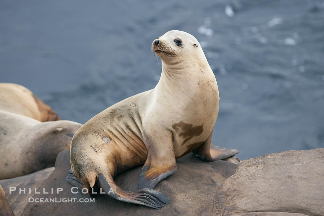 California sea lion hauled out on rocks beside the ocean., Zalophus californianus, natural history stock photograph, photo id 20129
