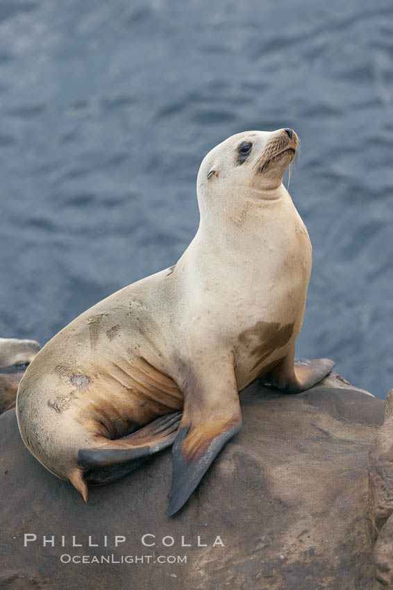 California sea lion hauled out on rocks beside the ocean. La Jolla, USA, Zalophus californianus, natural history stock photograph, photo id 20133