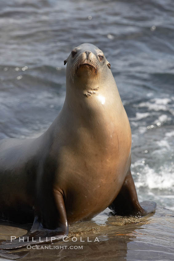 Sea lion portrait, hauled out on rocks beside the ocean. La Jolla, California, USA, Zalophus californianus, natural history stock photograph, photo id 20209