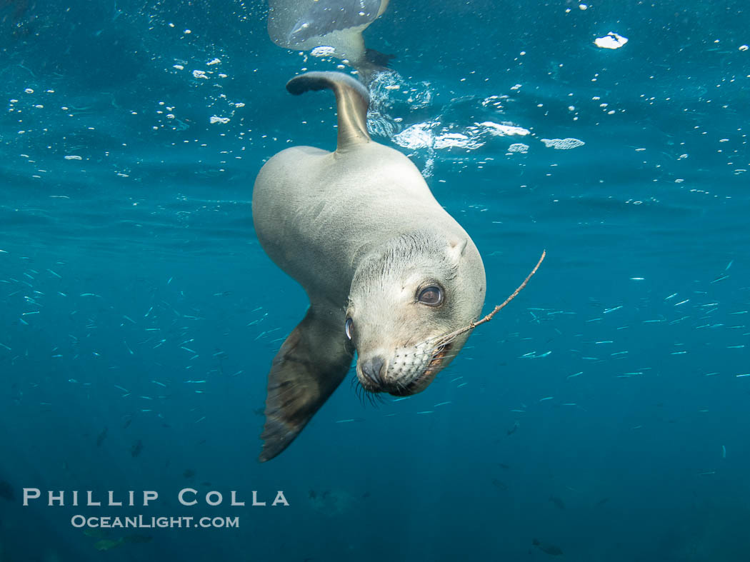 California sea lion playing with stick underawter, Coronado Islands near San Diego, Baja California, Mexico., Zalophus californianus, natural history stock photograph, photo id 40762