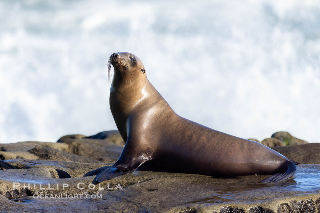 California Sea Lion at Point La Jolla, San Diego, California. USA, natural history stock photograph, photo id 38476