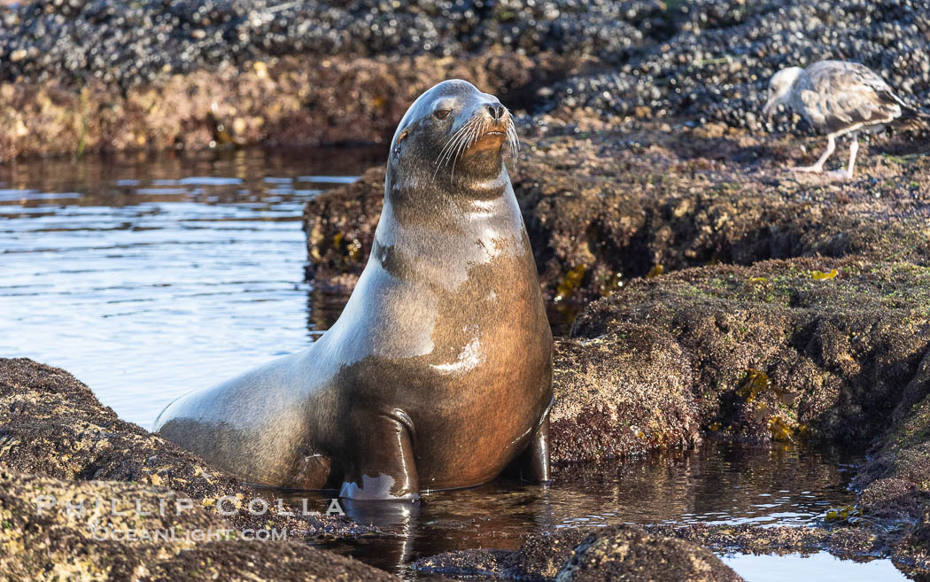 California Sea Lion at Point La Jolla, San Diego, California. USA, Zalophus californianus, natural history stock photograph, photo id 38471