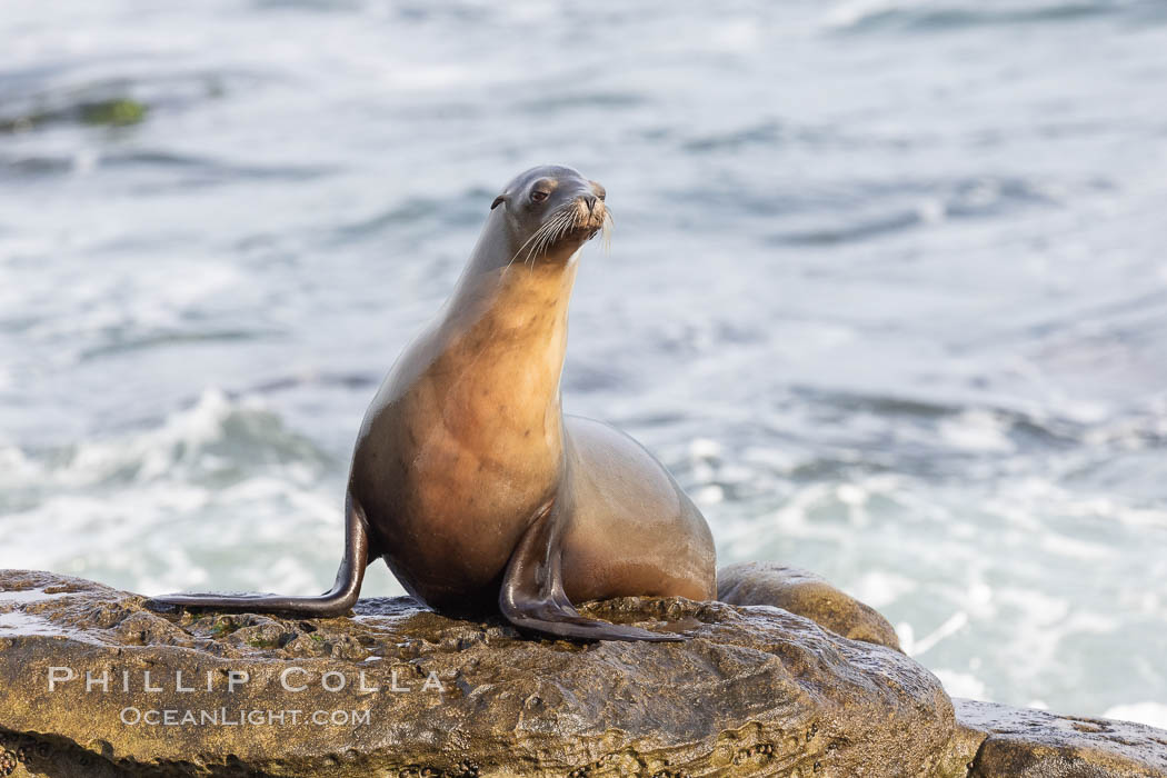 California Sea Lion Portrait, La Jolla., Zalophus californianus, natural history stock photograph, photo id 36810