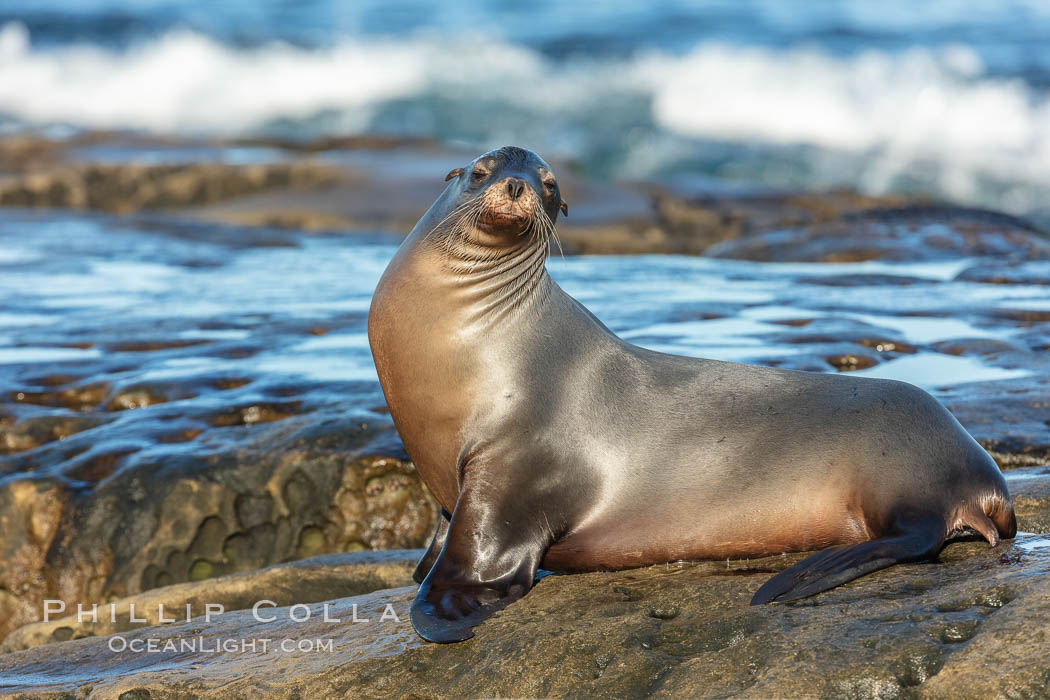 California Sea Lion portrait, La Jolla, California. USA, Zalophus californianus, natural history stock photograph, photo id 36574