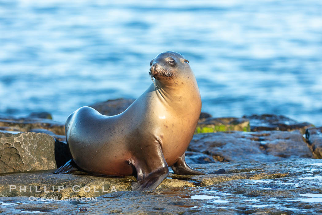 California Sea Lion portrait, La Jolla, California. USA, Zalophus californianus, natural history stock photograph, photo id 40198