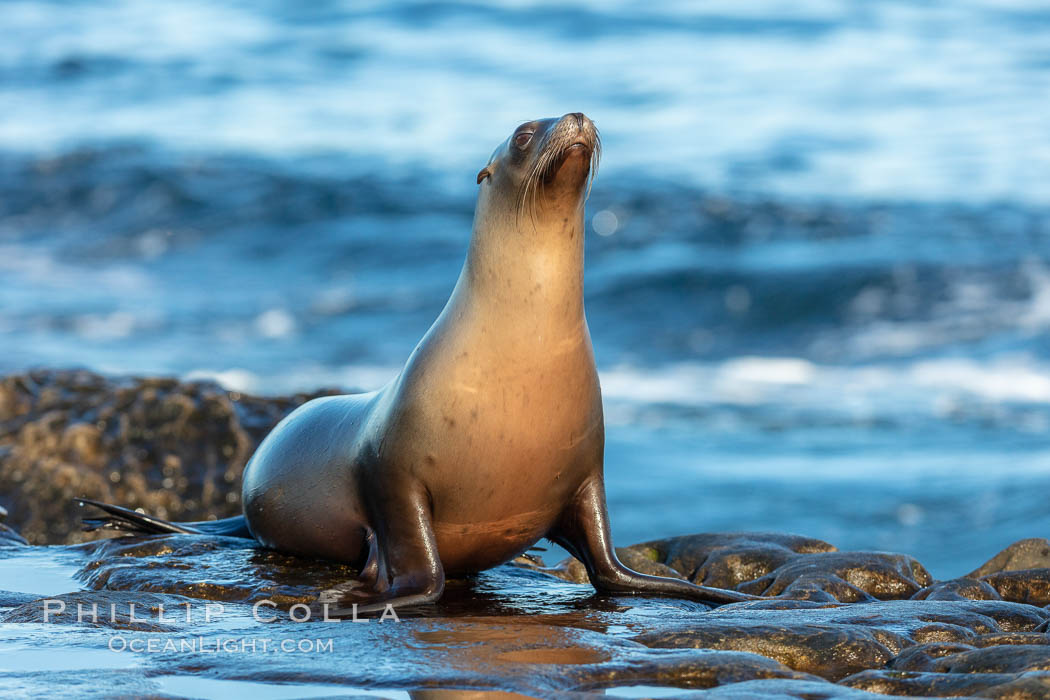 California Sea Lion portrait, La Jolla, California. USA, Zalophus californianus, natural history stock photograph, photo id 36576