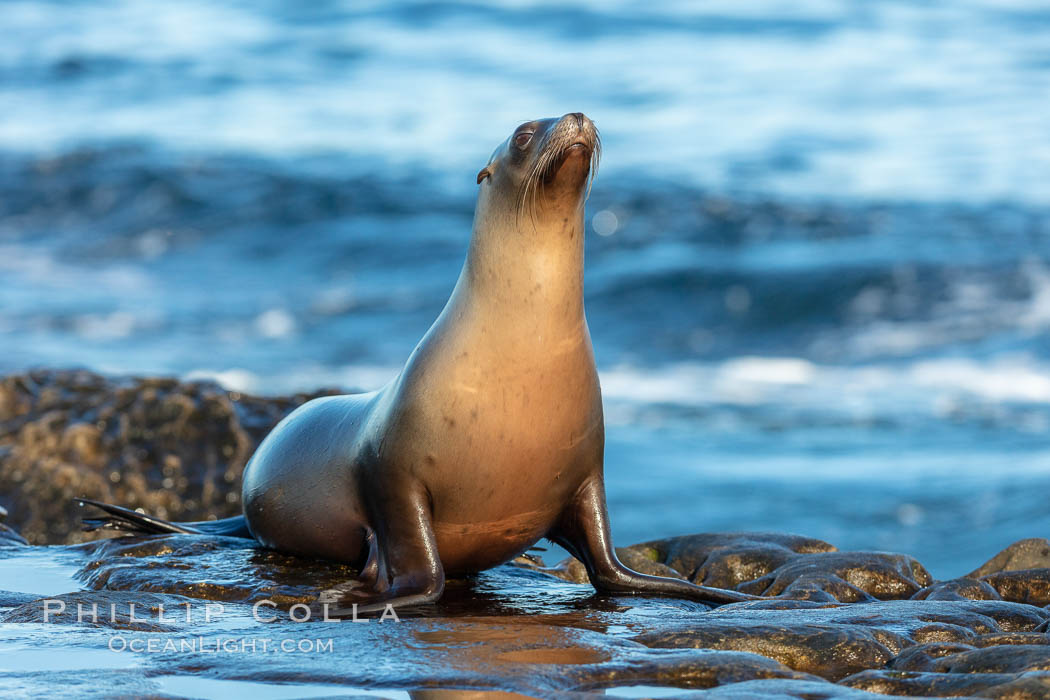 California Sea Lion portrait, La Jolla, California. USA, Zalophus californianus, natural history stock photograph, photo id 36576