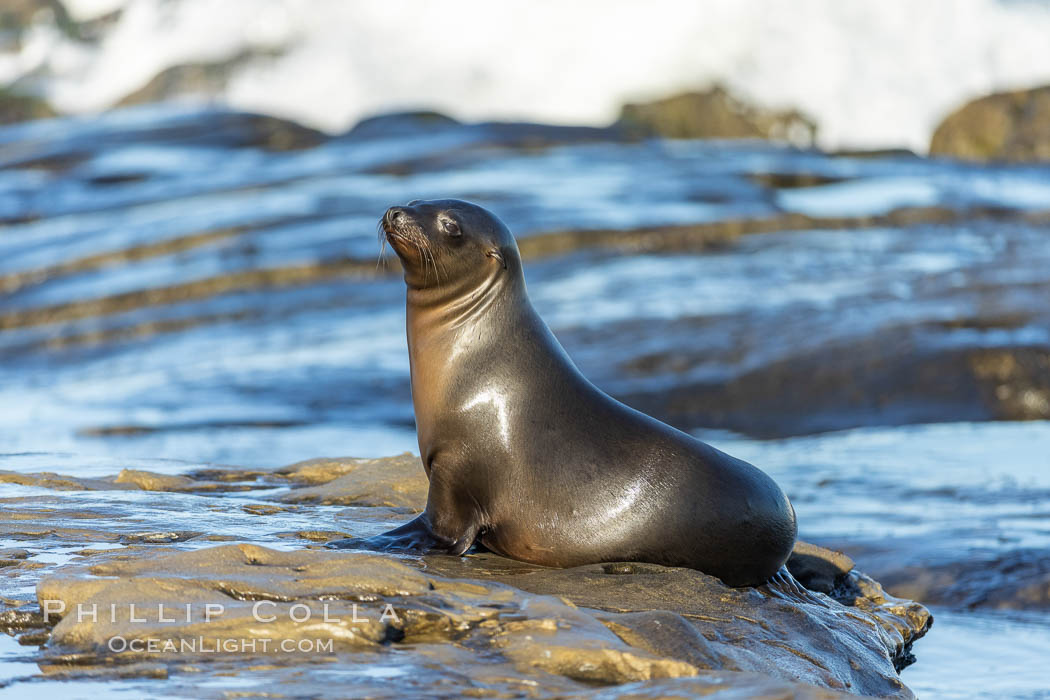 California sea lion portrait, La Jolla. USA, Zalophus californianus, natural history stock photograph, photo id 36756