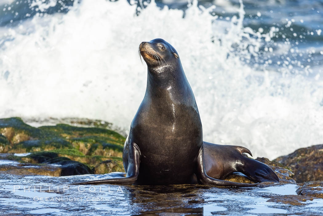 California sea lion portrait, La Jolla. USA, Zalophus californianus, natural history stock photograph, photo id 36760