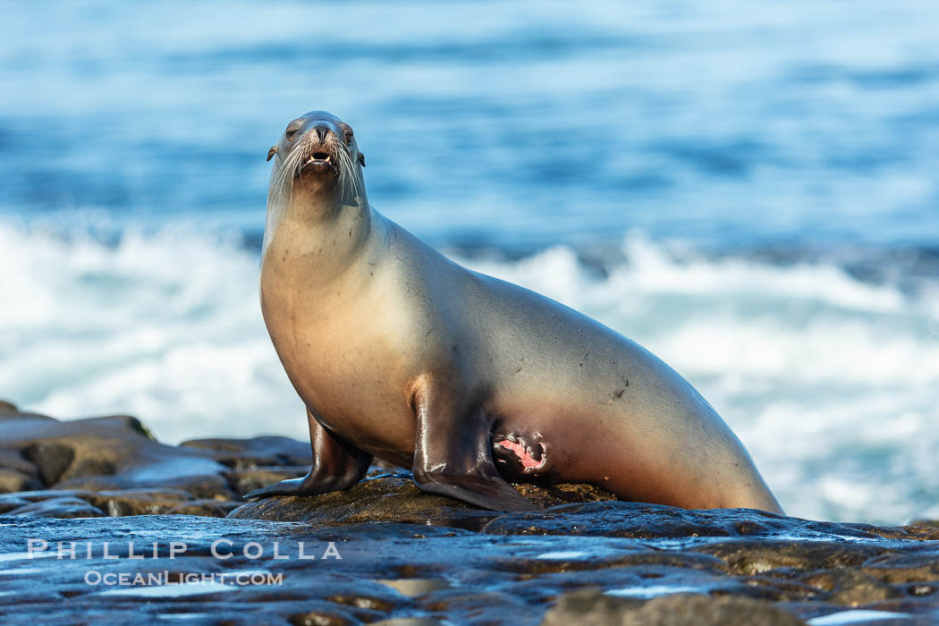 California Sea Lion portrait, La Jolla, California. USA, Zalophus californianus, natural history stock photograph, photo id 40200