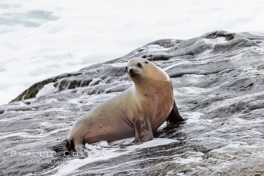 California sea lion portrait, La Jolla. USA, Zalophus californianus, natural history stock photograph, photo id 36731