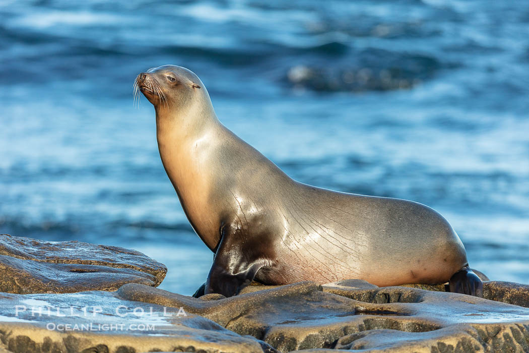 California Sea Lion portrait, La Jolla, California., Zalophus californianus, natural history stock photograph, photo id 36569