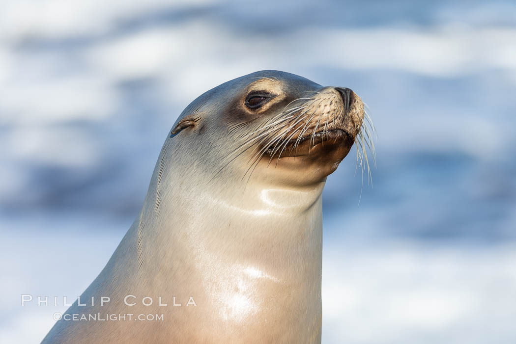 California sea lion portrait, La Jolla, Zalophus californianus California sea lion portrait, La Jolla, Zalophus californianus