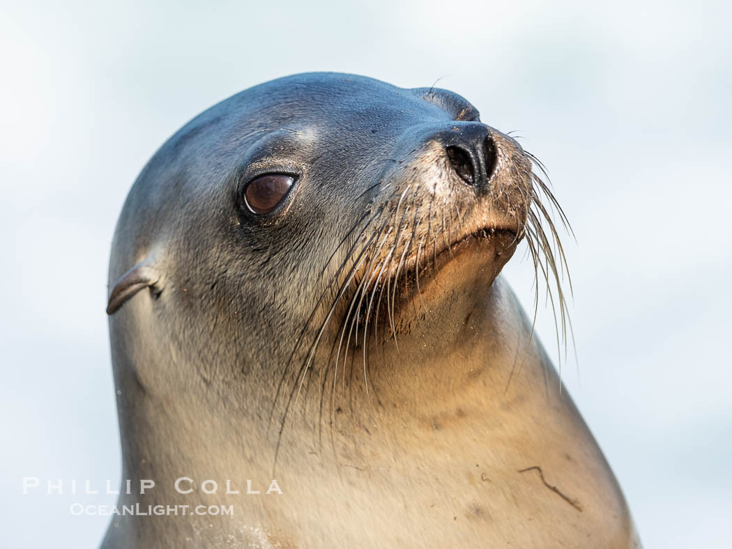 California sea lion portrait, La Jolla., Zalophus californianus, natural history stock photograph, photo id 40233