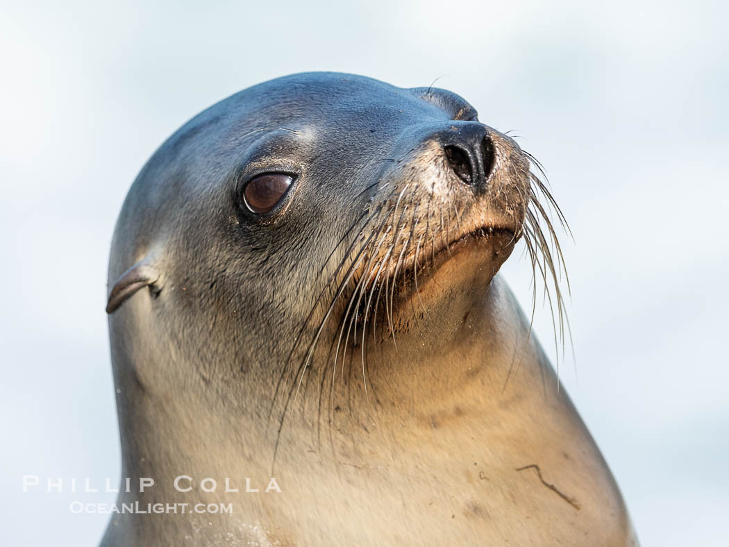 California sea lion portrait, La Jolla. USA, Zalophus californianus, natural history stock photograph, photo id 40233