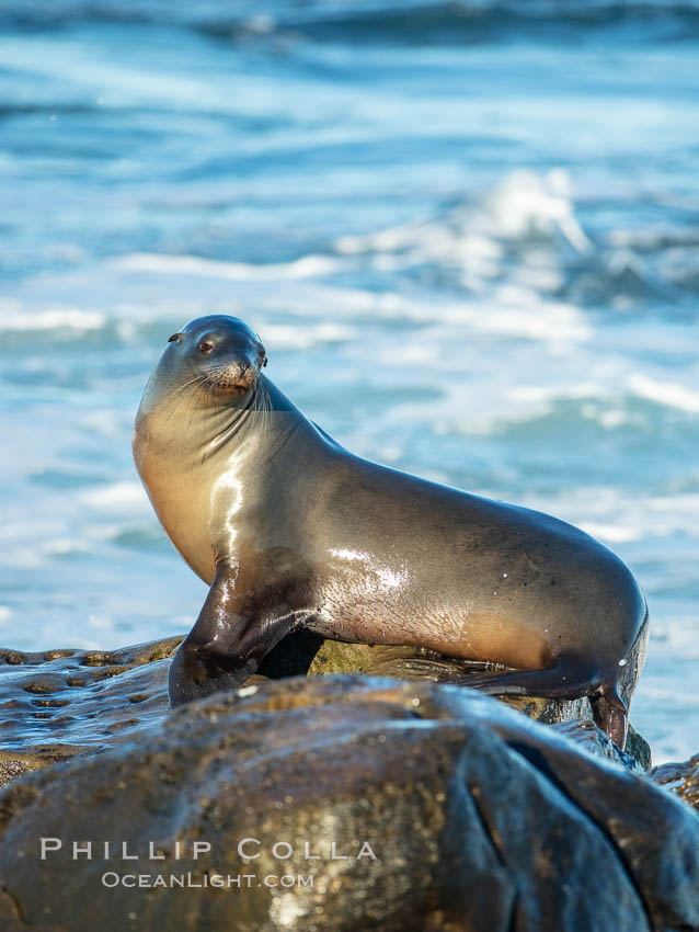California Sea Lion Posing of Rocks in La Jolla, 36590