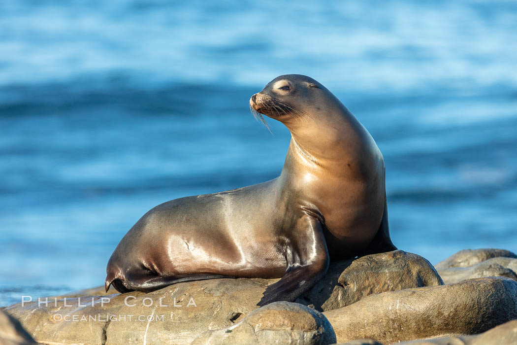 California Sea Lion Posing of Rocks in La Jolla, near San Diego California. USA, natural history stock photograph, photo id 36598