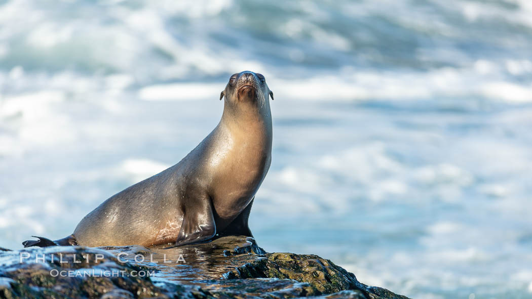 California Sea Lion Posing of Rocks in La Jolla, near San Diego California., Zalophus californianus, natural history stock photograph, photo id 36610