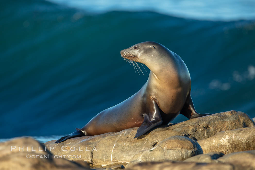 California Sea Lion Posing of Rocks in La Jolla, high surf crashing in the background. USA, natural history stock photograph, photo id 36592