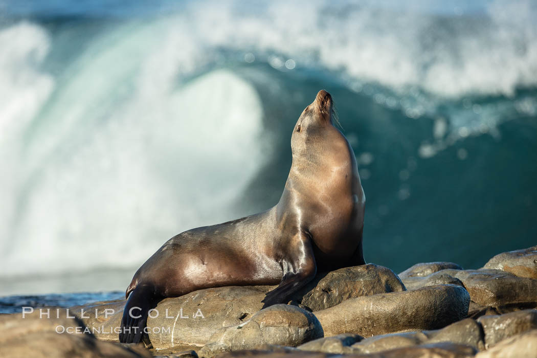 California Sea Lion Posing of Rocks in La Jolla, high surf crashing in the background. USA, natural history stock photograph, photo id 36600