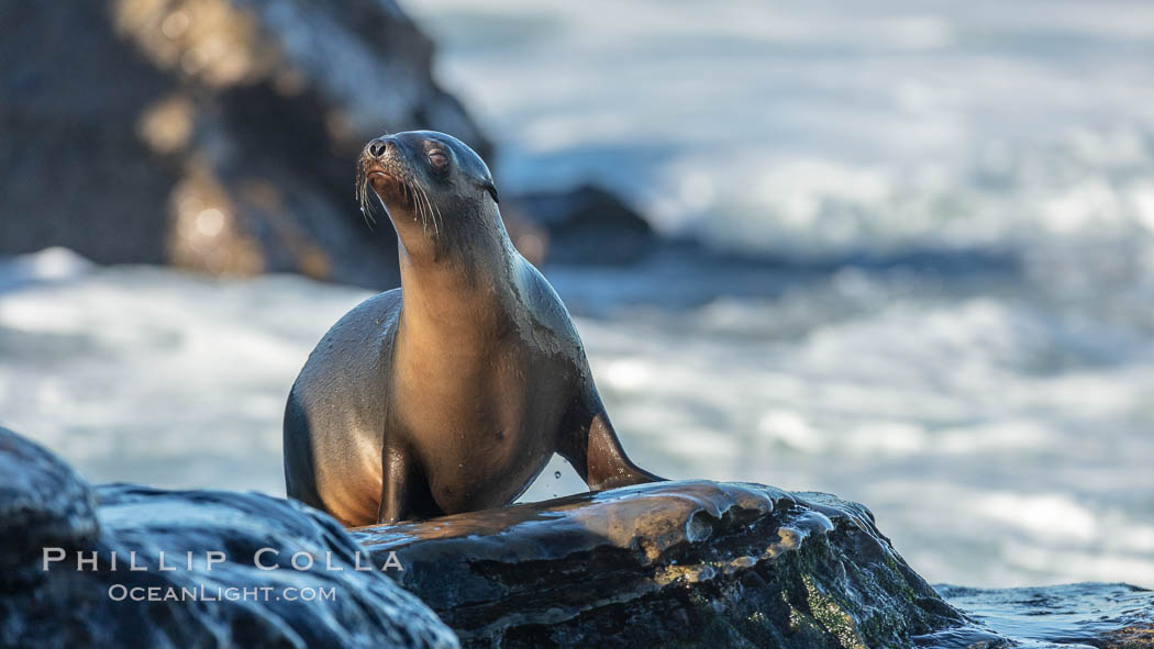 California Sea Lion Posing of Rocks in La Jolla, near San Diego California., Zalophus californianus, natural history stock photograph, photo id 36612