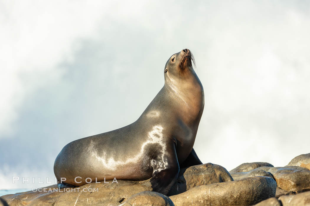 California Sea Lion Posing of Rocks in La Jolla, high surf crashing in the background. USA, natural history stock photograph, photo id 36595