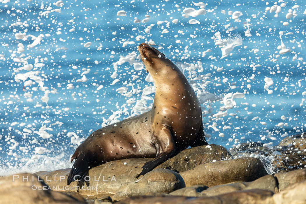 California Sea Lion Posing of Rocks in La Jolla, high surf crashing in the background. USA, natural history stock photograph, photo id 36603