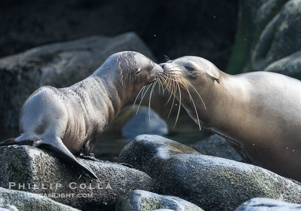 California sea lion pup and mother nuzzling, La Jolla Cove., natural history stock photograph, photo id 39518
