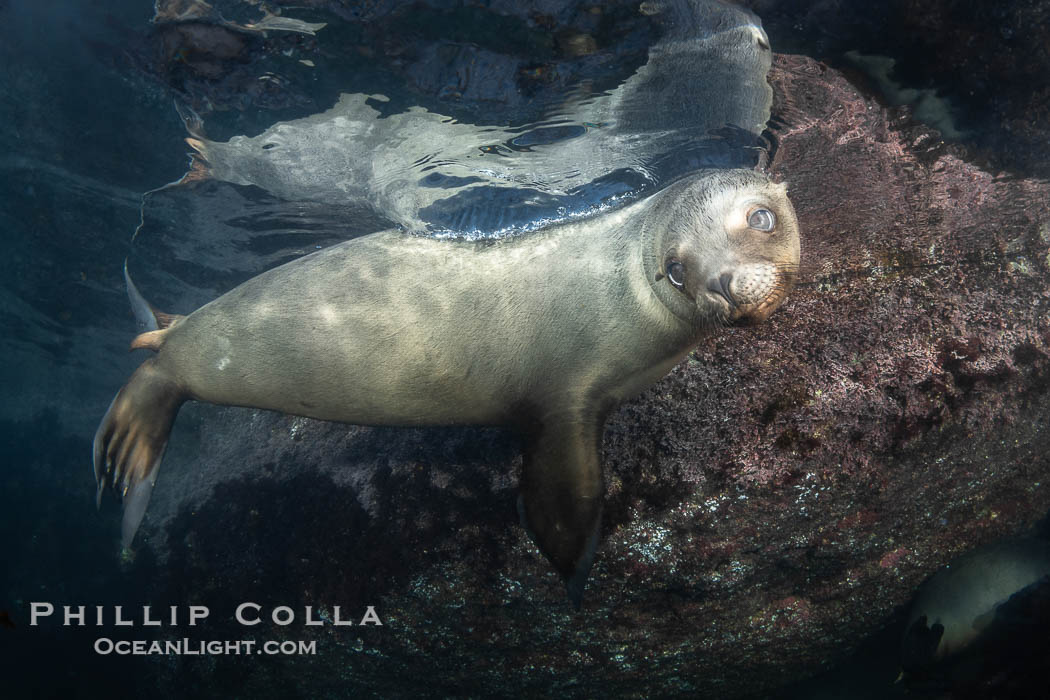 California sea lion pup at the Coronado Islands, Mexico, inquisitive of the photographer, underwater. Coronado Islands (Islas Coronado), Baja California, Zalophus californianus, natural history stock photograph, photo id 38558