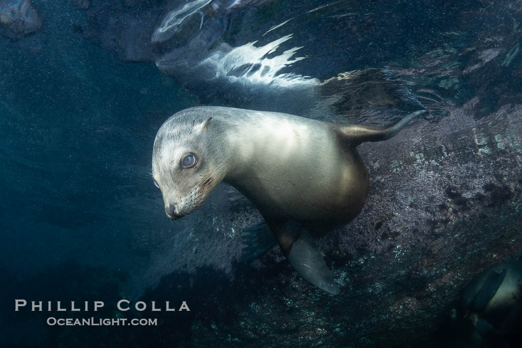 California sea lion pup at the Coronado Islands, Mexico, inquisitive of the photographer, underwater. Coronado Islands (Islas Coronado), Baja California, Zalophus californianus, natural history stock photograph, photo id 38562