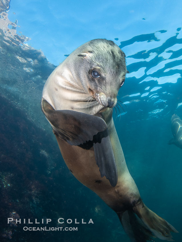 California sea lion pup at the Coronado Islands, Mexico, inquisitive of the photographer, underwater. Coronado Islands (Islas Coronado), Baja California, Zalophus californianus, natural history stock photograph, photo id 38564