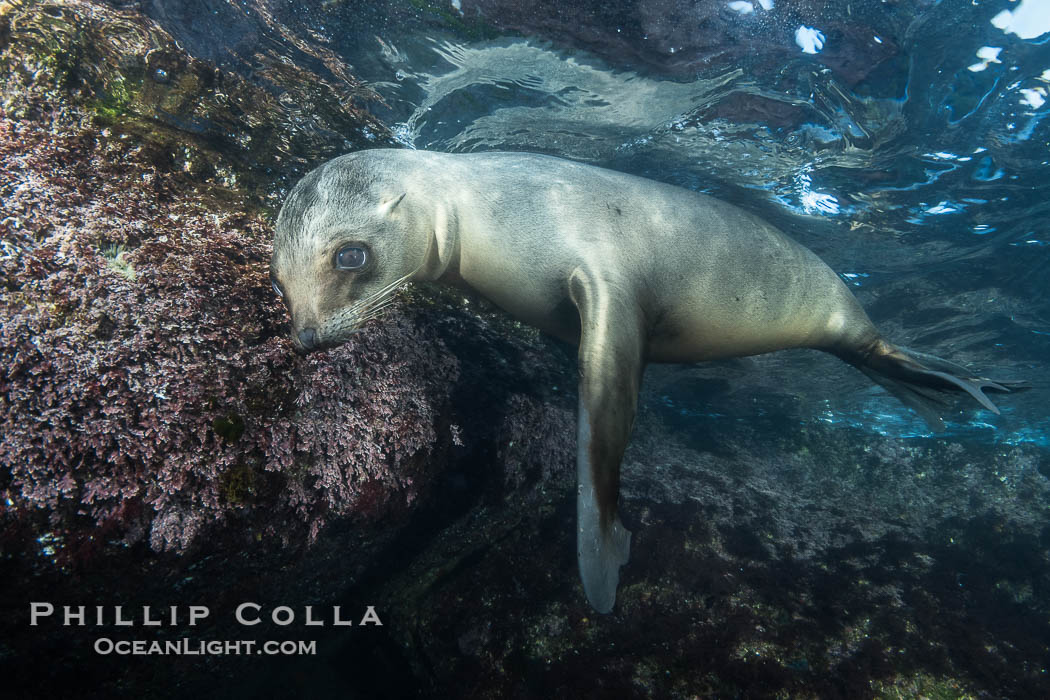 California sea lion pup at the Coronado Islands, Mexico, inquisitive of the photographer, underwater. Coronado Islands (Islas Coronado), Baja California, Zalophus californianus, natural history stock photograph, photo id 38572