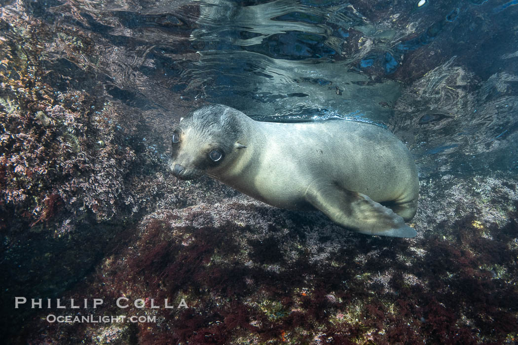 California sea lion pup at the Coronado Islands, Mexico, inquisitive of the photographer, underwater., Zalophus californianus, natural history stock photograph, photo id 38576