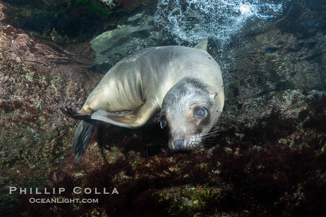 California sea lion pup at the Coronado Islands, Mexico, inquisitive of the photographer, underwater. Coronado Islands (Islas Coronado), Baja California, Zalophus californianus, natural history stock photograph, photo id 38563