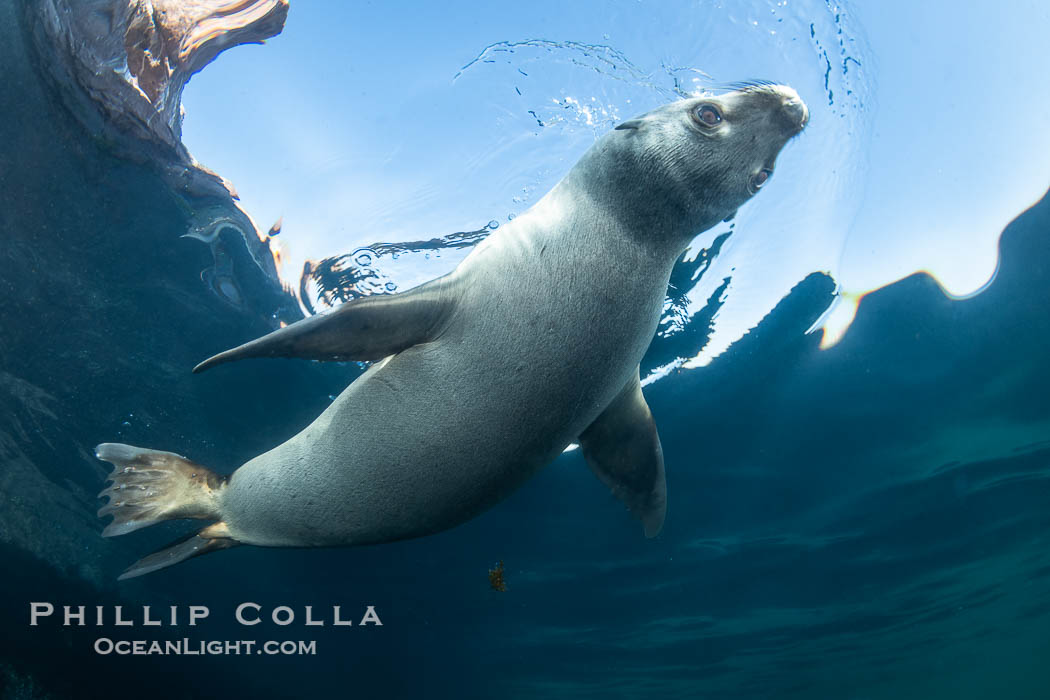 California sea lion pup at the Coronado Islands, Mexico, inquisitive of the photographer, underwater. Coronado Islands (Islas Coronado), Baja California, Zalophus californianus, natural history stock photograph, photo id 38567