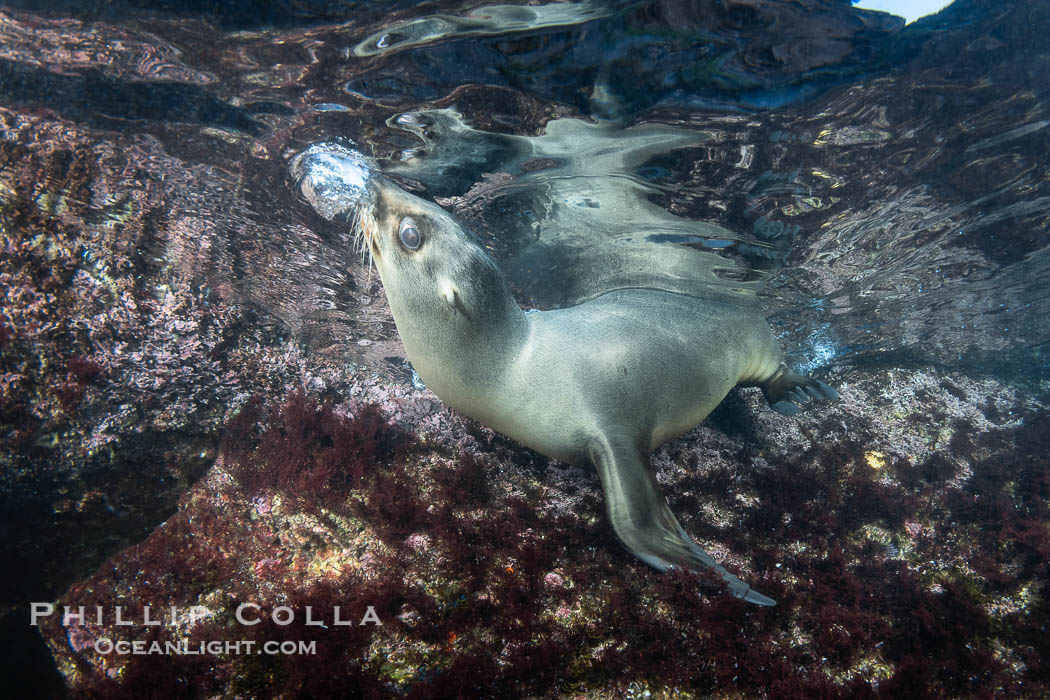 California sea lion pup at the Coronado Islands, Mexico, inquisitive of the photographer, underwater. Coronado Islands (Islas Coronado), Baja California, Zalophus californianus, natural history stock photograph, photo id 38571