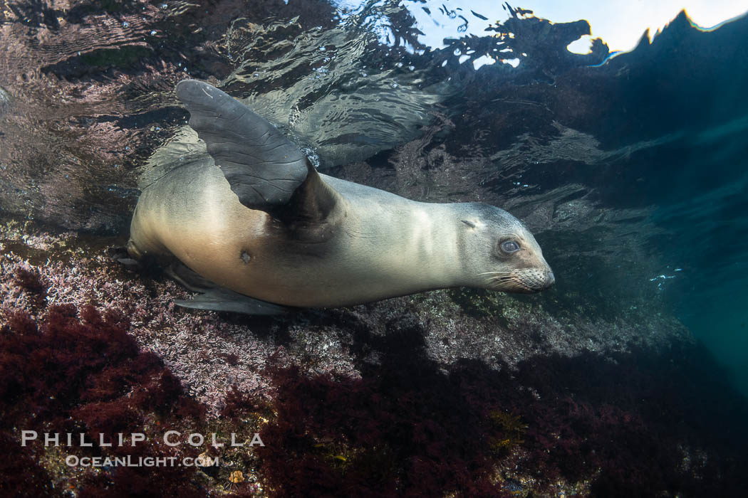 California sea lion pup at the Coronado Islands, Mexico, inquisitive of the photographer, underwater., Zalophus californianus, natural history stock photograph, photo id 38575