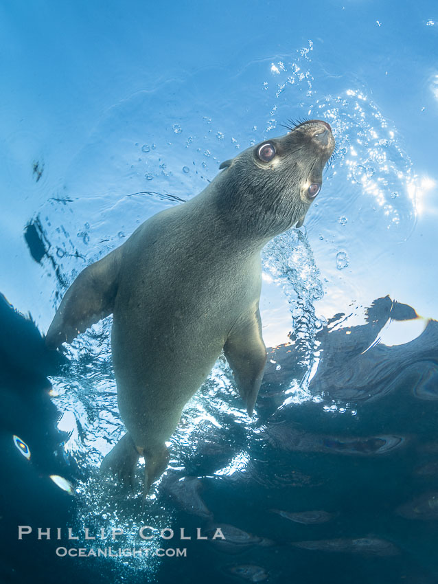 California sea lion pup at the Coronado Islands, Mexico, inquisitive of the photographer, underwater, Zalophus californianus, Coronado Islands (Islas Coronado)